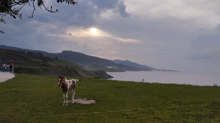 Un caballo frente al mar