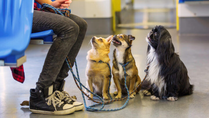 Metro Bilbao abre sus puertas a los perros de más de 8 kilos tras una histórica demanda ciudadana