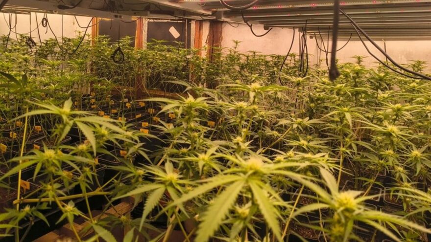 Desmantelada en Fruiz una plantación ‘indoor’ con más de 1.600 plantas de marihuana