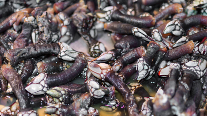 Decomisan más de 16 kilos de percebes capturados durante la veda en Muskiz