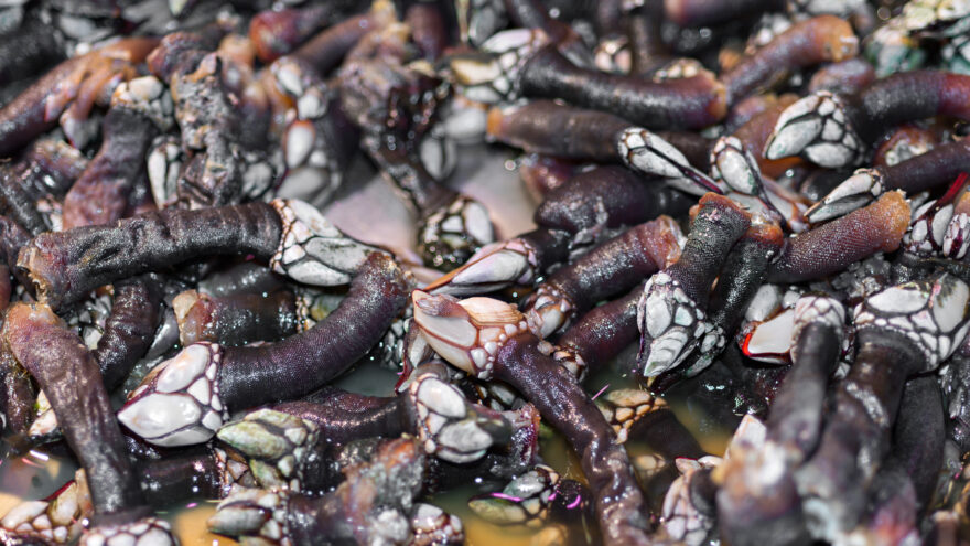 Decomisan más de 16 kilos de percebes capturados durante la veda en Muskiz