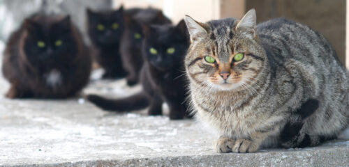 La otra cara del abandono animal en Bilbao: «Las asociaciones estamos desbordadísimas»