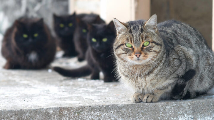 La otra cara del abandono animal en Bilbao: «Las asociaciones estamos desbordadísimas»