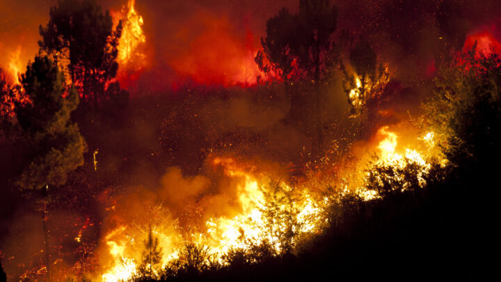 La clave de Bizkaia frente a los incendios: gestión del monte y avisos rápidos al 112