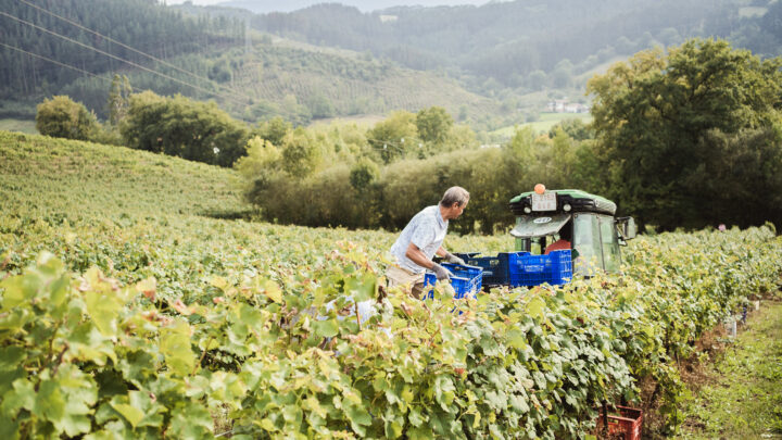 El calor persistente obliga a adelantar la vendimia de la DOP Bizkaiko Txakolina