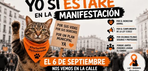 Bilbao se moviliza por las colonias felinas: «Lo único que pedimos es que se cumpla la ley»