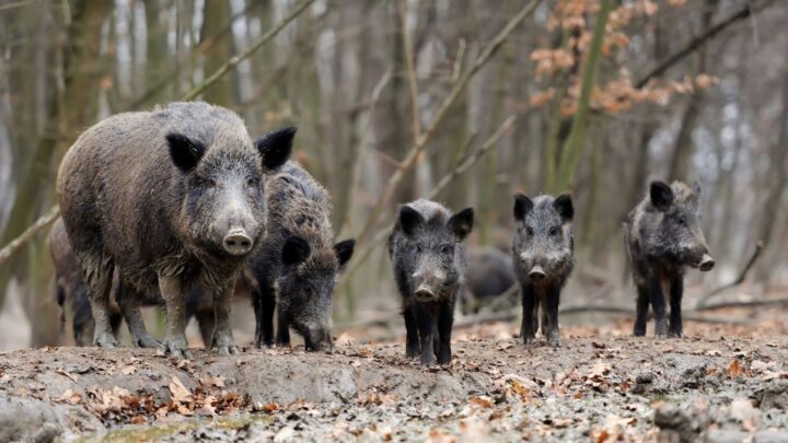 «Algunos cazadores incumplen la normativa y las normas básicas de convivencia en el monte»