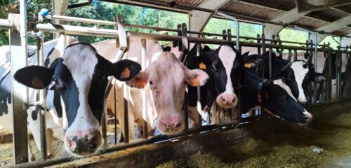 El Arroyo, una explotación ganadera de Karrantza que apuesta por la tecnología y la leche de cercanía