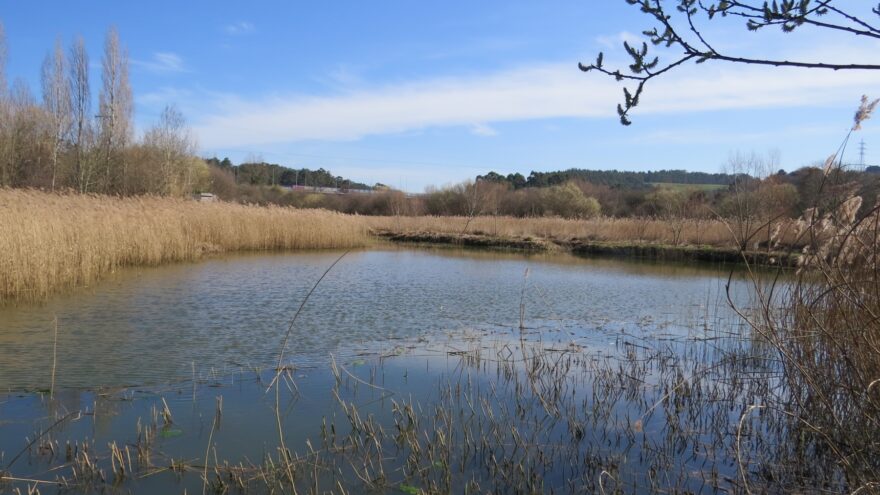 Getxo propone una salida botánica para descubrir la vegetación del Humedal de Bolue