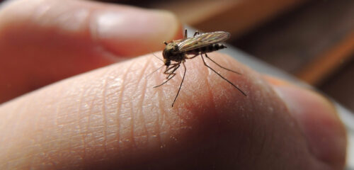 ¿Por qué los mosquitos te devoran siempre a ti?