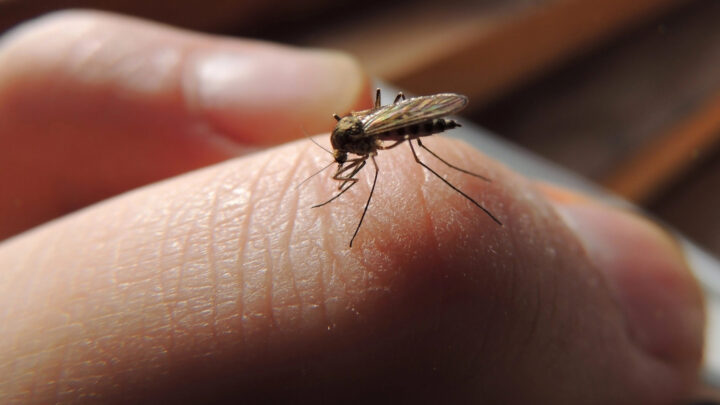 ¿Por qué los mosquitos te devoran siempre a ti?