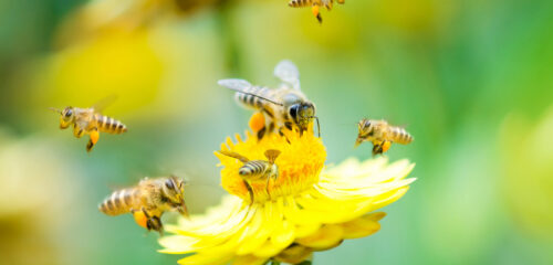 Las abejas desaparecen de sus hábitats históricos: la alerta de un estudio europeo