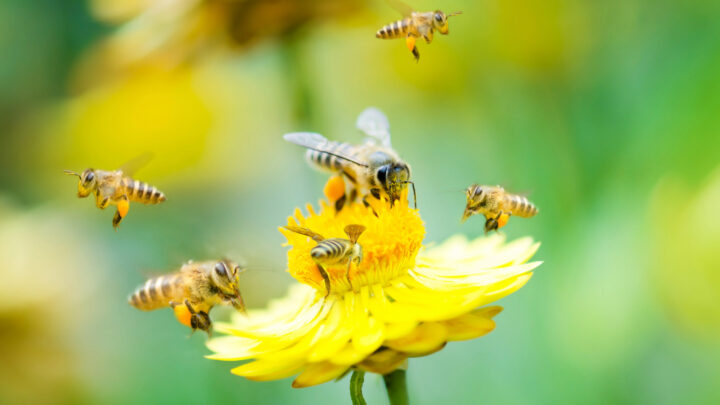Las abejas desaparecen de sus hábitats históricos: la alerta de un estudio europeo