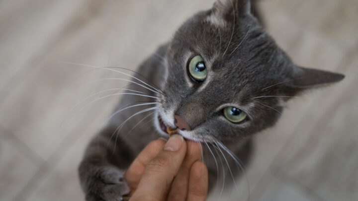 Alerta sobre el uso de minoxidil. Es potencialmente mortal para los gatos