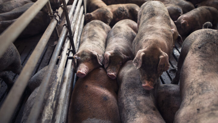 «Debemos reducir el consumo de carne y priorizar la calidad»